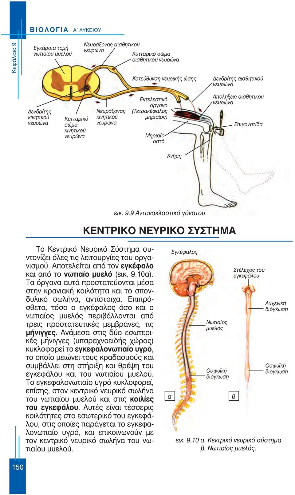 9 Αντανακλαστικό γόνατου ΚΕΝΤΡΙΚΟ ΝΕΥΡΙΚΟ ΣΥΣΤΗΜΑ Το Κεντρικό Νευρικό Σύστημα συντονίζει όλες τις λειτουργίες του οργανισμού. Αποτελείται από τον εγκέφαλο και από το νωτιαίο μυελό (εικ. 9.10α).