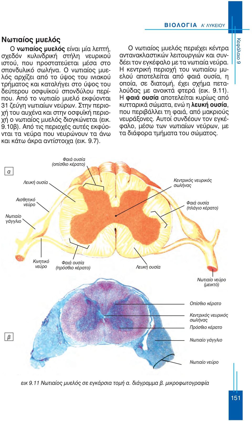 Στην περιοχή του αυχένα και στην οσφυϊκή περιοχή ο νωτιαίος μυελός διογκώνεται (εικ. 9.10β). Από τις περιοχές αυτές εκφύονται τα νεύρα που νευρώνουν τα άνω και κάτω άκρα αντίστοιχα (εικ. 9.7).
