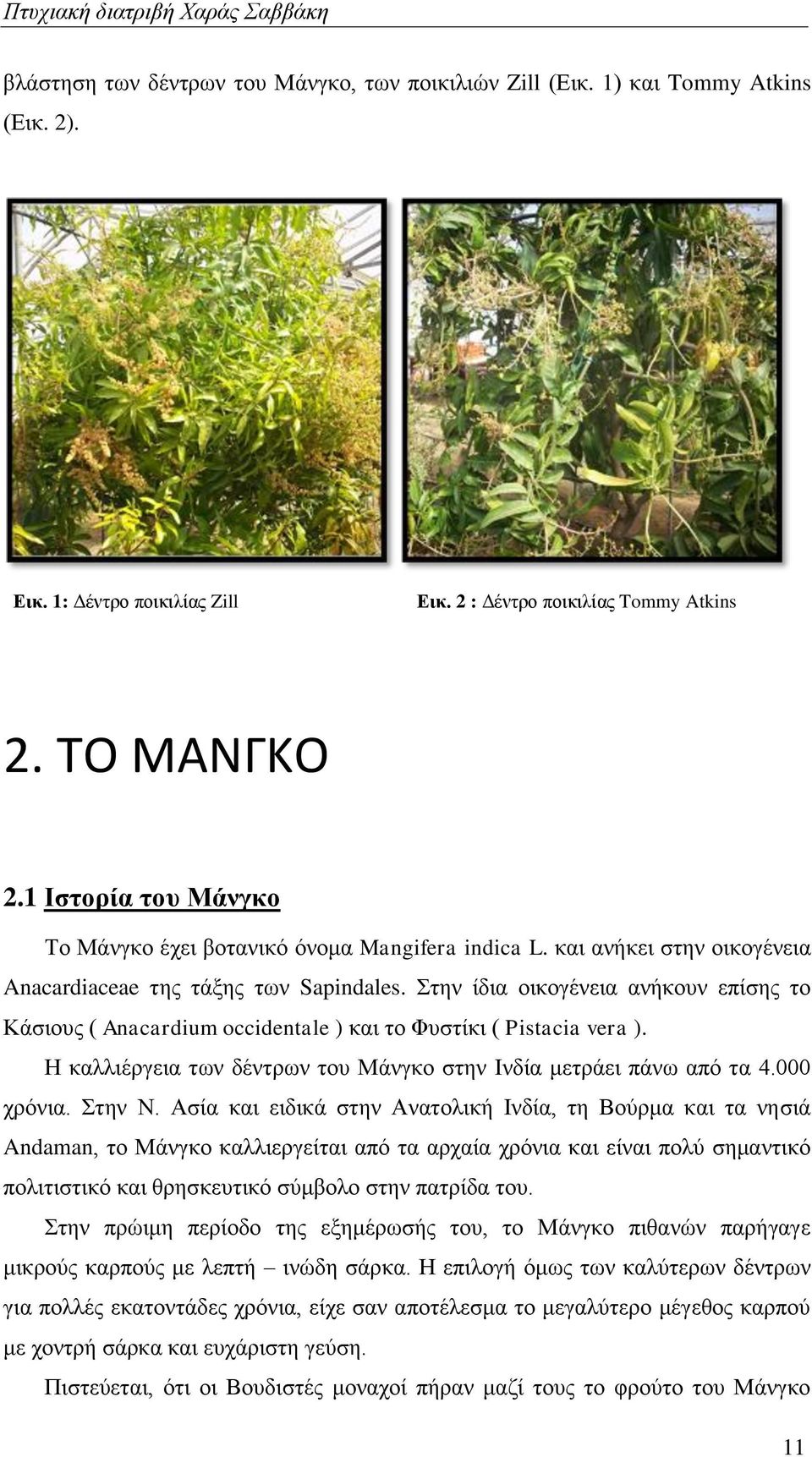 Στην ίδια οικογένεια ανήκουν επίσης το Κάσιους ( Anacardium occidentale ) και το Φυστίκι ( Pistacia vera ). Η καλλιέργεια των δέντρων του Μάνγκο στην Ινδία μετράει πάνω από τα 4.000 χρόνια. Στην Ν.
