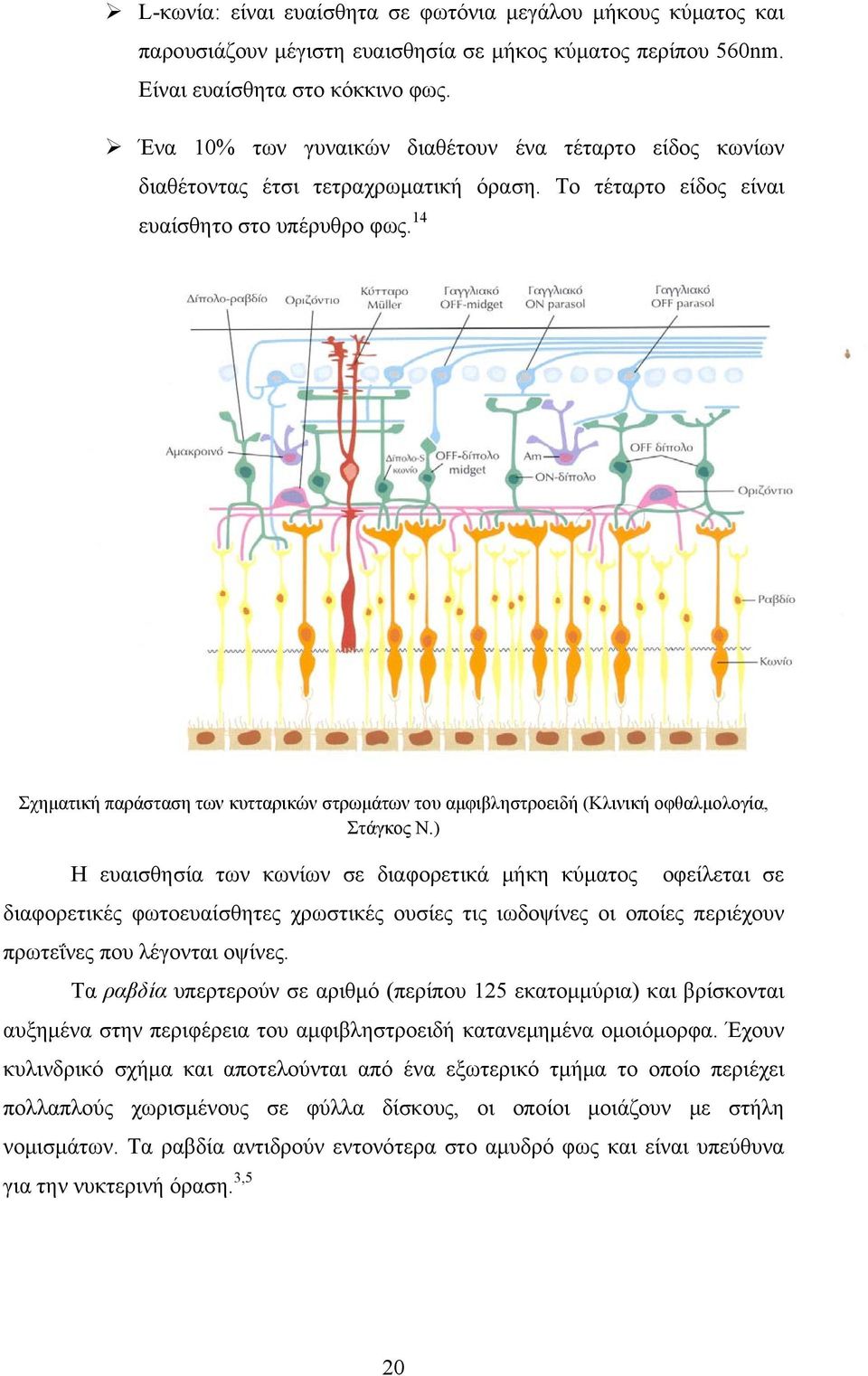 14 Σχηματική παράσταση των κυτταρικών στρωμάτων του αμφιβληστροειδή (Κλινική οφθαλμολογία, Στάγκος Ν.