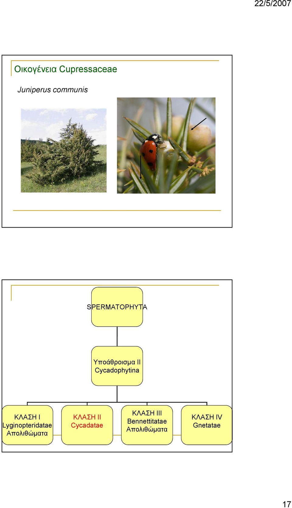 Ι Lyginopteridatae Απολιθώµατα ΚΛΑΣΗ II Cycadatae