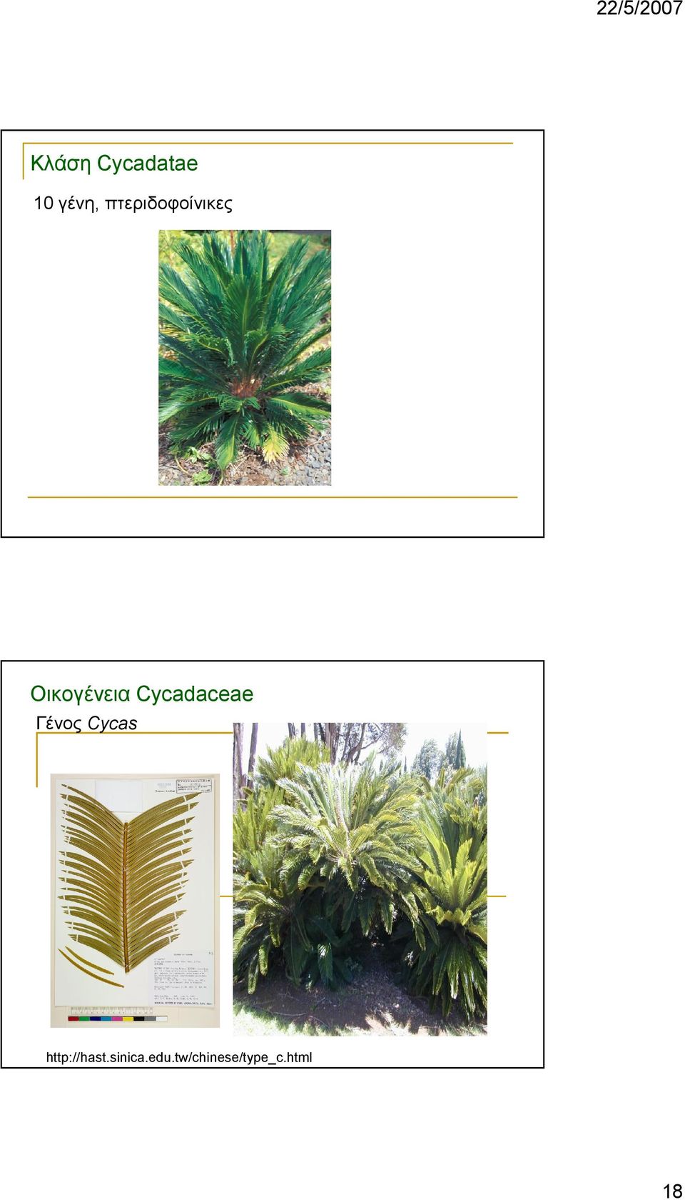 Cycadaceae Γένος Cycas