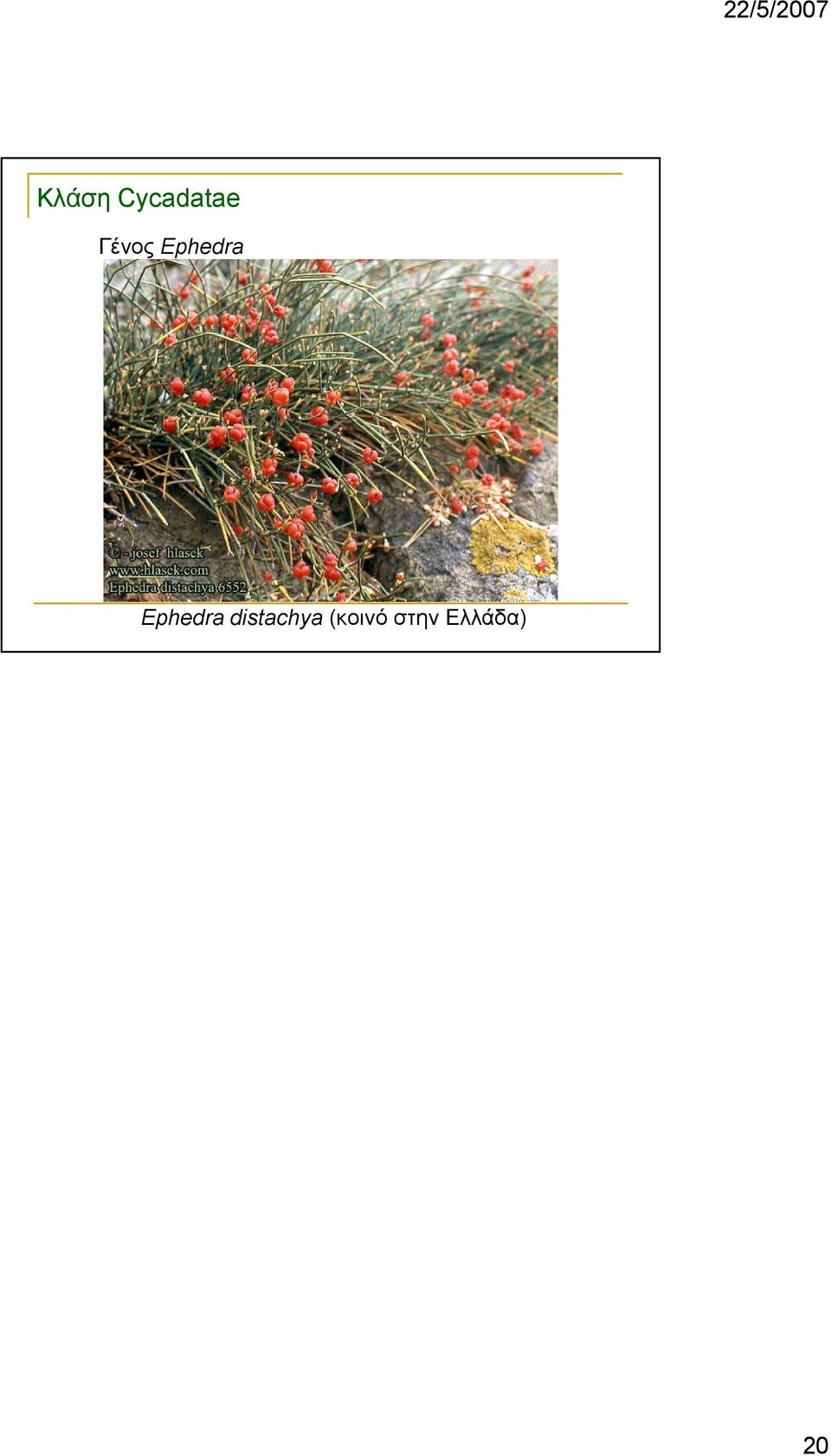 Ephedra distachya