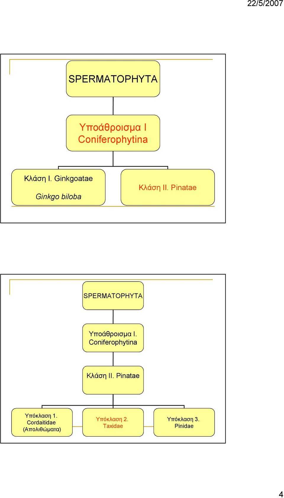 Pinatae SPERMATOPHYTA Yποάθροισµα I.