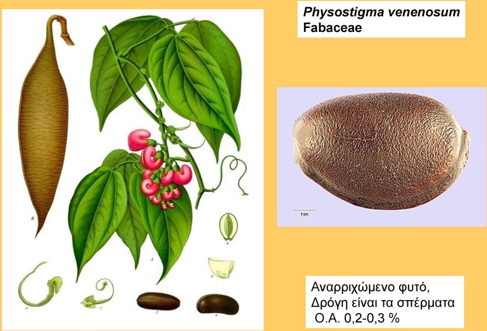 φυτό, Δρόγη είναι τα