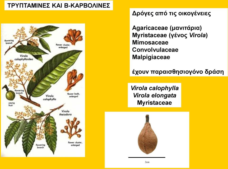 Virola) Mimosaceae Convolvulaceae Malpigiaceae έχουν