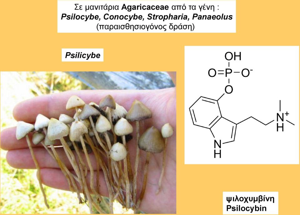 Stropharia, Panaeolus