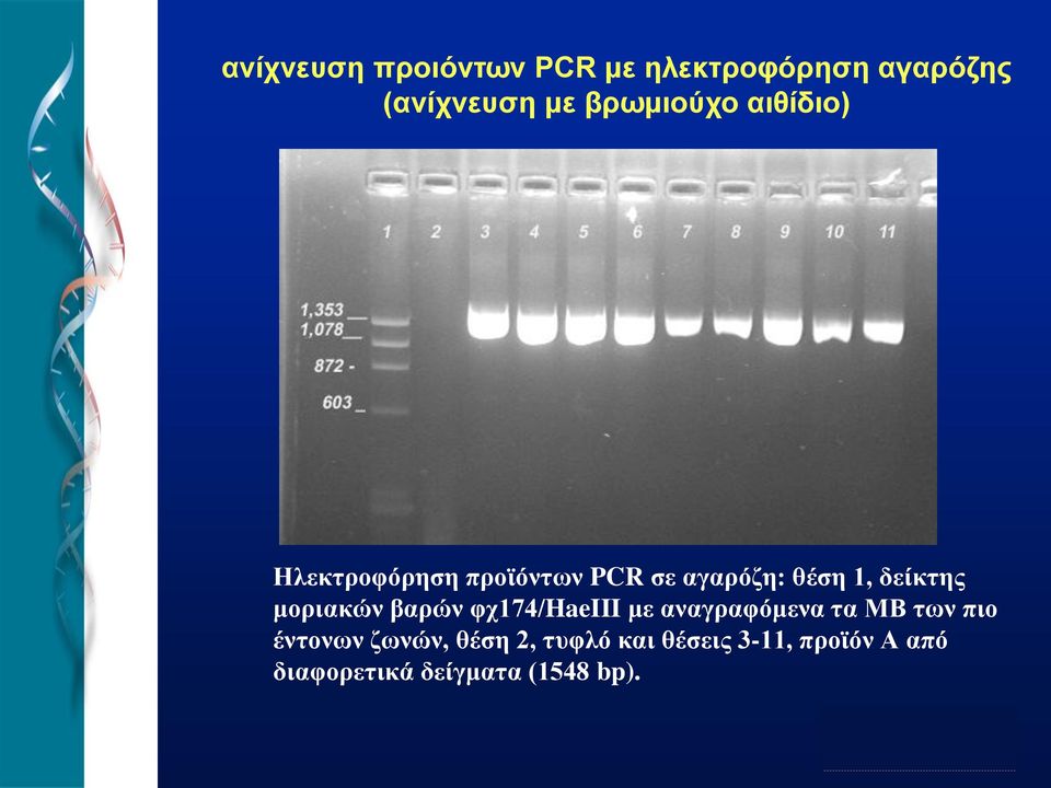 δείκτης μοριακών βαρών φχ174/haeiii με αναγραφόμενα τα ΜΒ των πιο