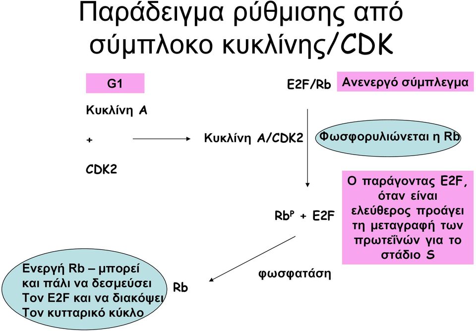 να δεσµεύσει Τον E2F και να διακόψει Τον κυτταρικό κύκλο Rb Rb P + E2F φωσφατάση