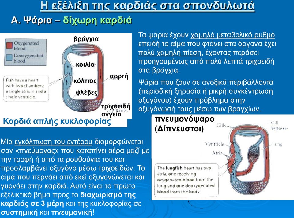 ρουθούνια του και προσλαμβάνει οξυγόνο μέσω τριχοειδών. Το αίμα που περνάει από εκεί οξυγονώνεται και γυρνάει στην καρδιά.