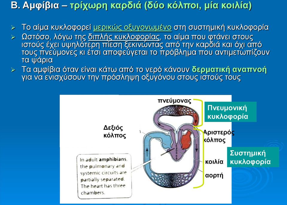 αποφεύγεται το πρόβλημα που αντιμετωπίζουν τα ψάρια Τα αμφίβια όταν είναι κάτω από το νερό κάνουν δερματική αναπνοή για να ενισχύσουν