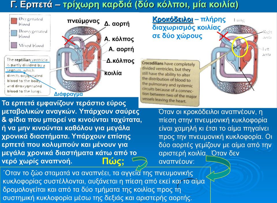 Υπάρχουν σαύρες & φίδια που μπορεί να κινούνται ταχύτατα, ή να μην κινούνται καθόλου για μεγάλα χρονικά διαστήματα.