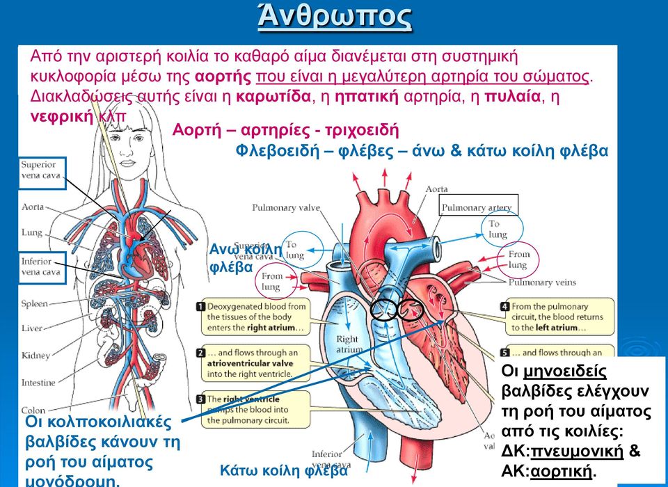 Διακλαδώσεις αυτής είναι η καρωτίδα, η ηπατική αρτηρία, η πυλαία, η νεφρική κλπ Αορτή αρτηρίες - τριχοειδή Φλεβοειδή