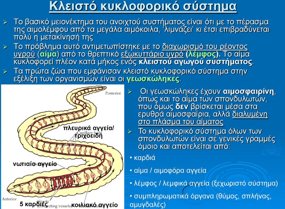 Τα πρώτα ζώα που εμφάνισαν κλειστό κυκλοφορικό σύστημα στην εξέλιξη των οργανισμών είναι οι γεωσκώληκες.