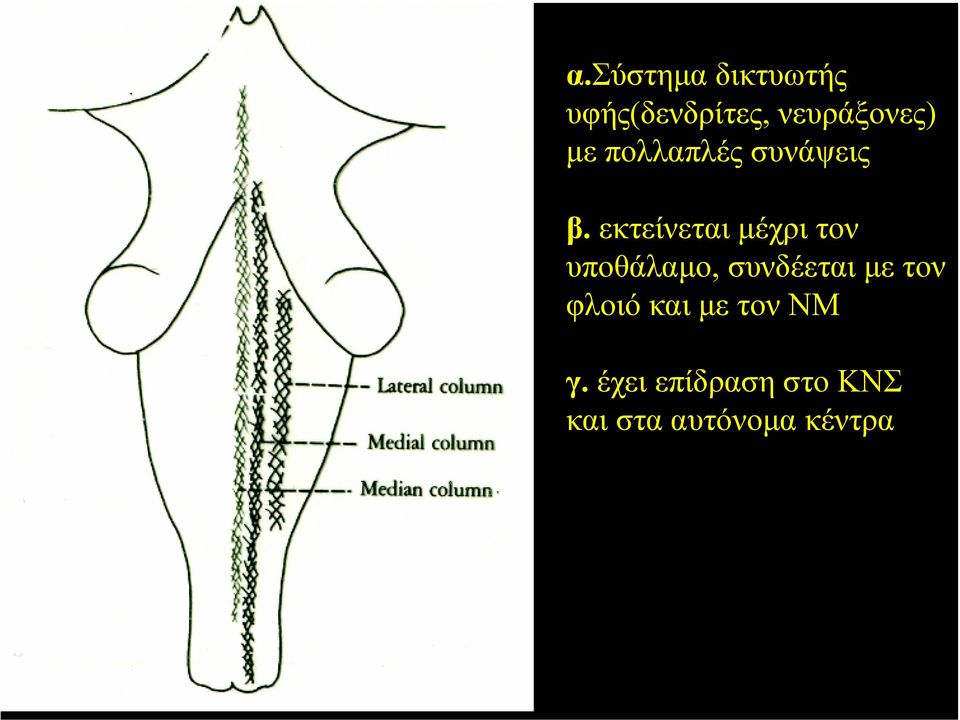 εκτείνεται µέχρι τον υποθάλαµο, συνδέεται µε