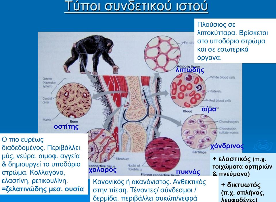 Κολλαγόνο, ελαστίνη, ρετικουλίνη. =ζελατινώδης μεσ. oυσία χαλαρός πυκνός Κανονικός ή ακανόνιστος. Ανθεκτικός στην πίεση.