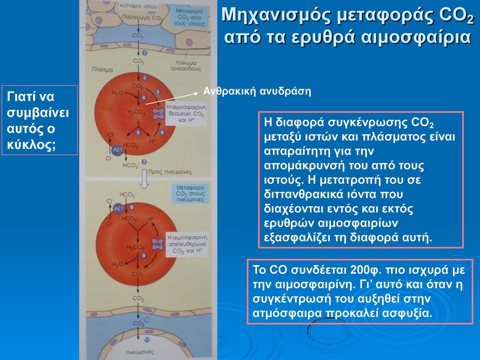 Η μετατροπή του σε διττανθρακικά ιόντα που διαχέονται εντός και εκτός ερυθρών αιμοσφαιρίων εξασφαλίζει τη διαφορά