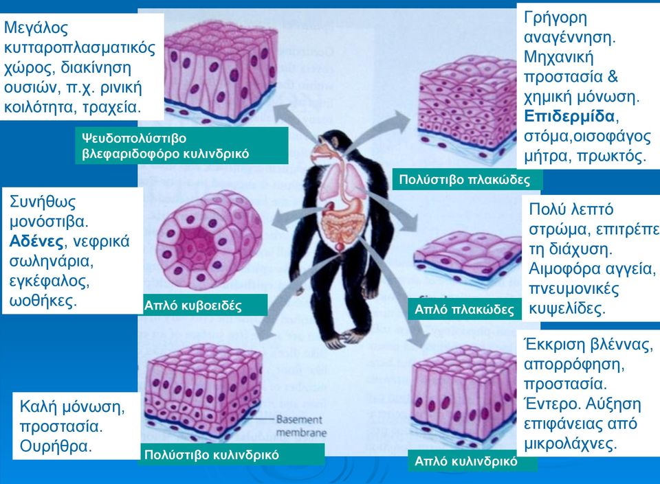 Ψευδοπολύστιβο βλεφαριδοφόρο κυλινδρικό Απλό κυβοειδές Πολύστιβο πλακώδες Απλό πλακώδες Γρήγορη αναγέννηση. Μηχανική προστασία & χημική μόνωση.