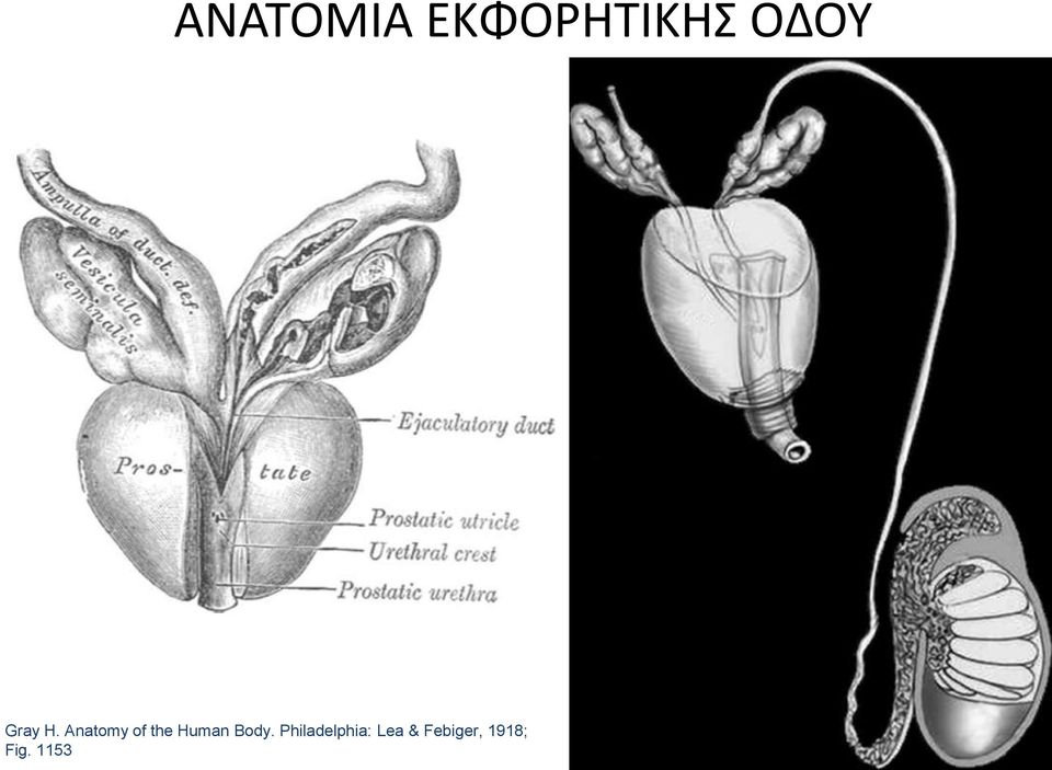 Anatomy of the Human Body.