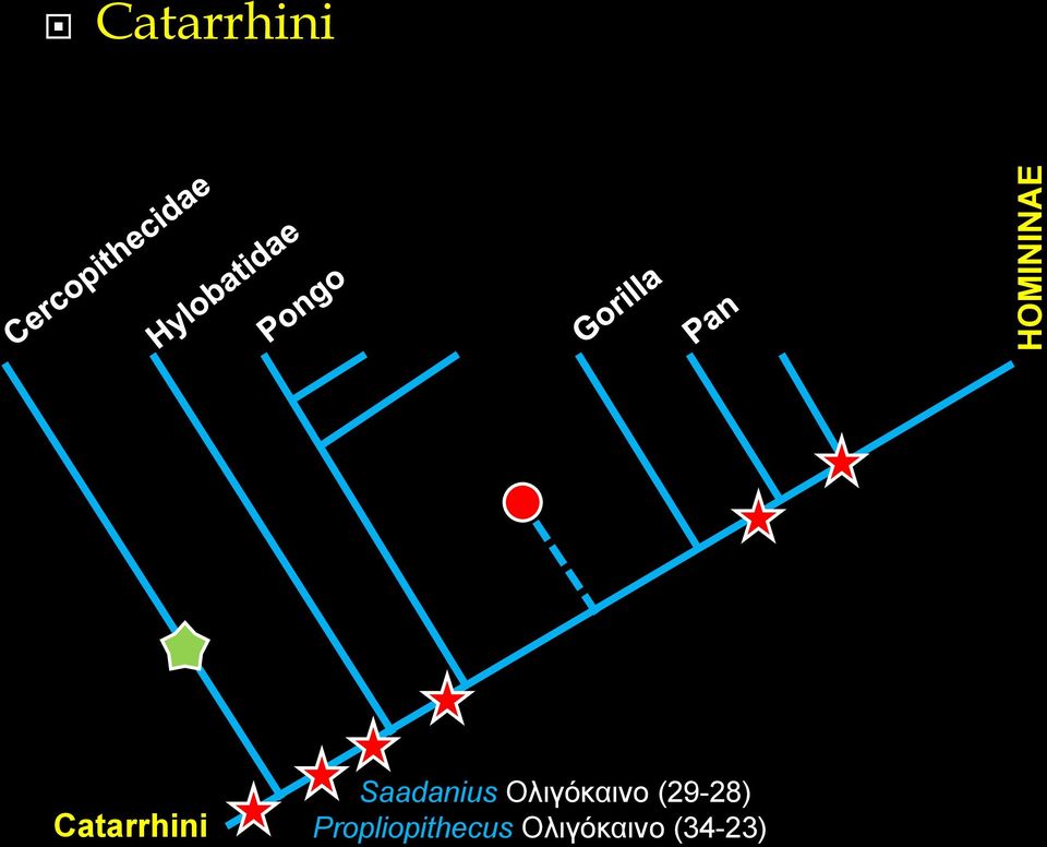 (29-28) Catarrhini