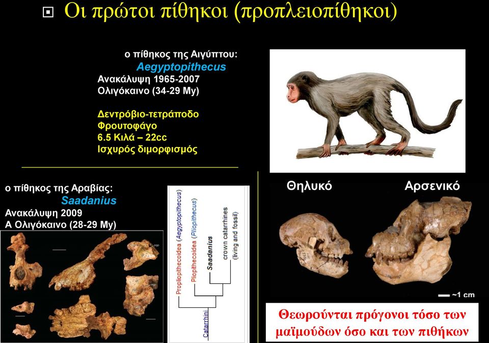 5 Κιλά 22cc Ισχυρός διμορφισμός ο πίθηκος της Αραβίας: Saadanius Ανακάλυψη 2009 Α