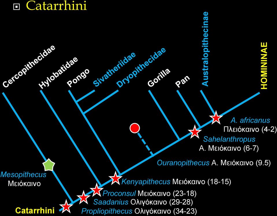 Μειόκαινο (6-7) Mesopithecus Mειόκαινο Catarrhini Ouranopithecus A.