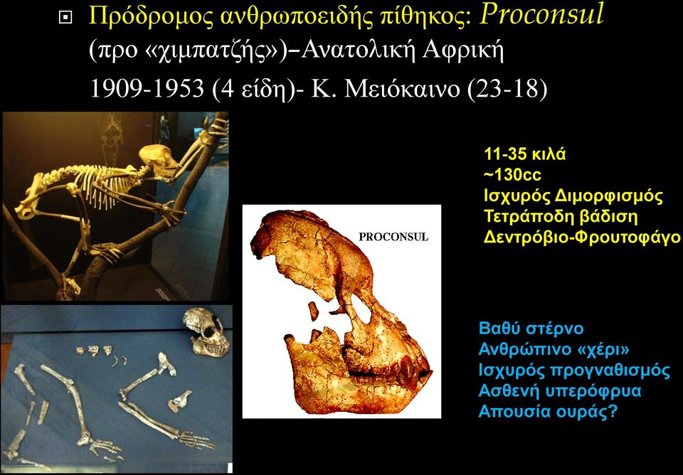 Μειόκαινο (23-18) 11-35 κιλά ~130cc Ισχυρός Διμορφισμός Τετράποδη