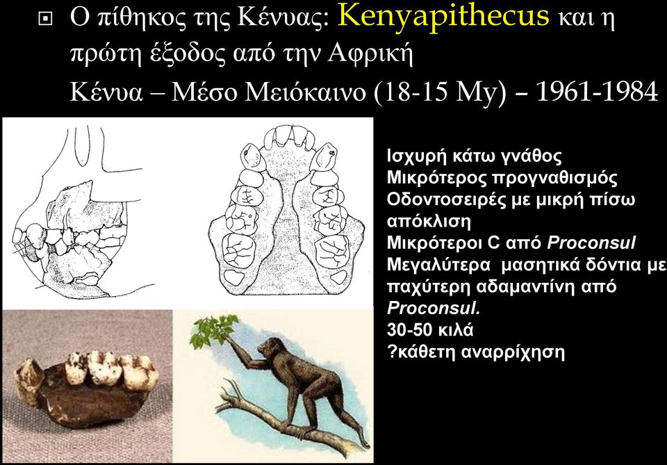 προγναθισμός Οδοντοσειρές με μικρή πίσω απόκλιση Μικρότεροι C από Proconsul