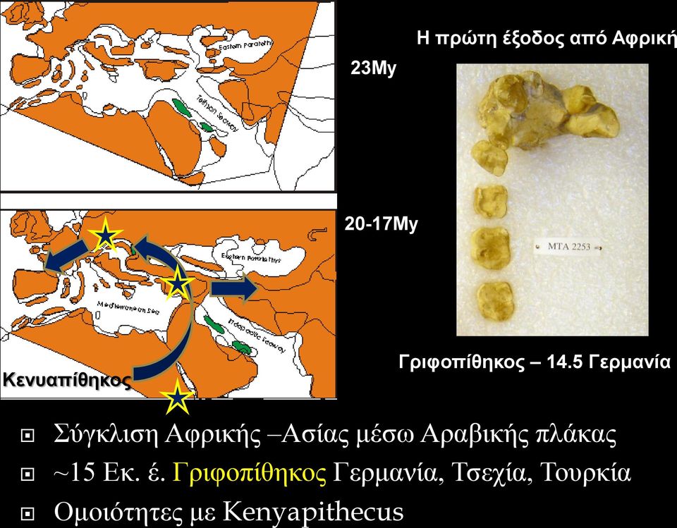 5 Γερμανία Σύγκλιση Αφρικής Ασίας μέσω Αραβικής