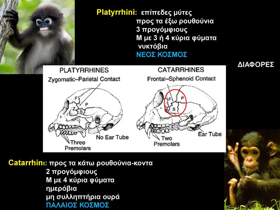 ΚΟΣΜΟΣ Platyrrhini: επίπεδες μύτες προς τα έξω ρουθούνια 3