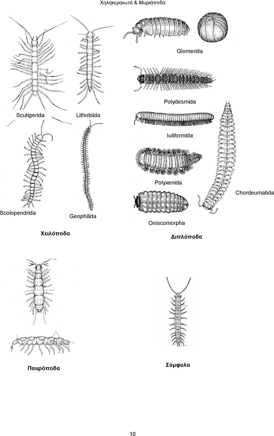 Chordeumatida Scolopendrida Χειλόποδα