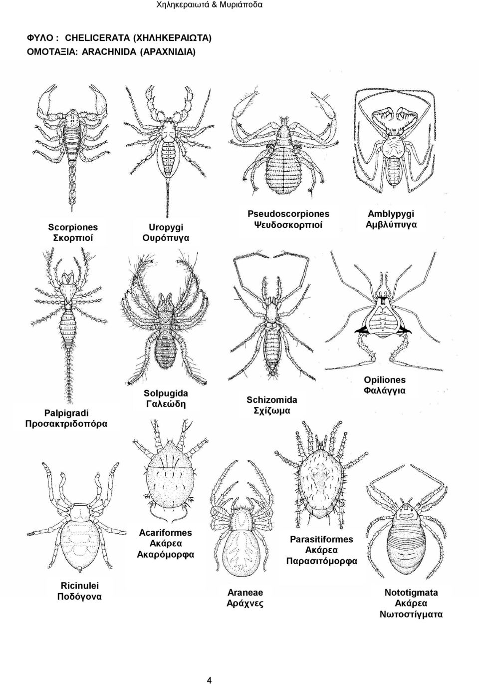 Προσακτριδοπόρα Solpugida Γαλεώδη Schizomida Σχίζωμα Opiliones Φαλάγγια Acariformes Ακάρεα