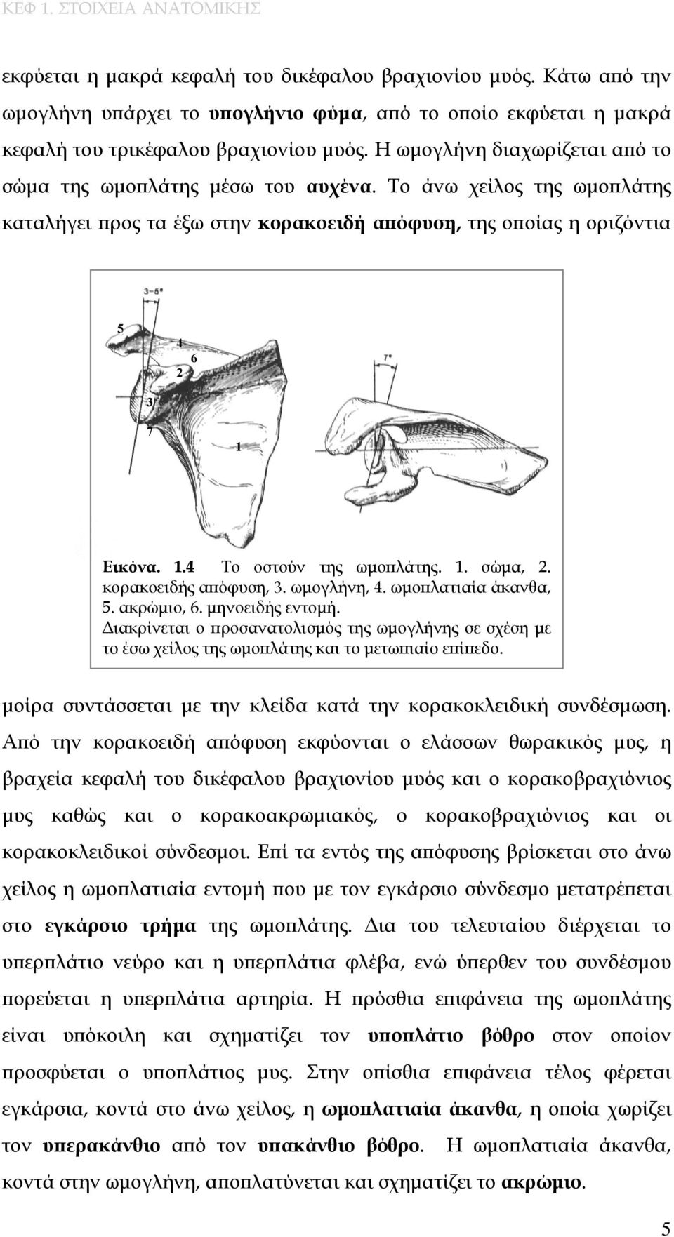 Εικόνα. 1.4 Το οστούν της ωμοπλάτης. 1. σώμα, 2. κορακοειδής απόφυση, 3. ωμογλήνη, 4. ωμοπλατιαία άκανθα, 5. ακρώμιο, 6. μηνοειδής εντομή.