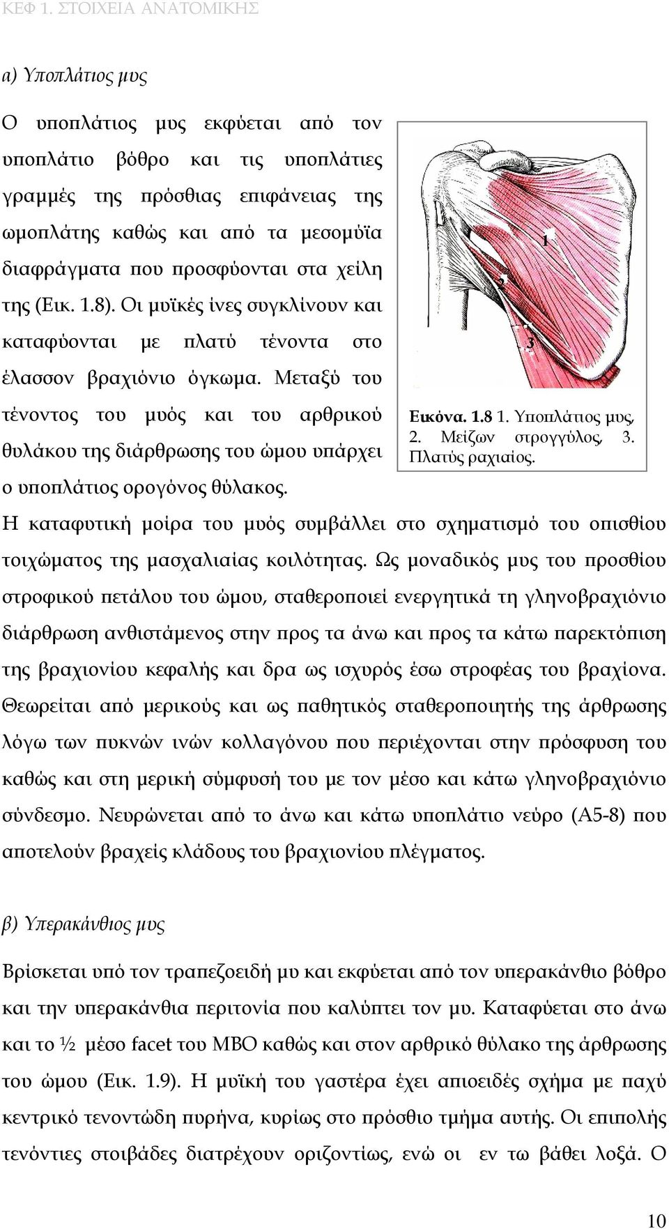 προσφύονται στα χείλη της (Εικ. 1.8). Οι μυϊκές ίνες συγκλίνουν και καταφύονται με πλατύ τένοντα στο έλασσον βραχιόνιο όγκωμα.