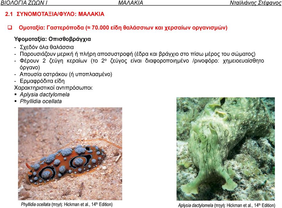 (έδρα και βράγχιο στο πίσω μέρος του σώματος) - Φέρουν 2 ζεύγη κεραίων (το 2 ο ζεύγος είναι διαφοροποιημένο /ρινοφόρο: χημειοευαίσθητο