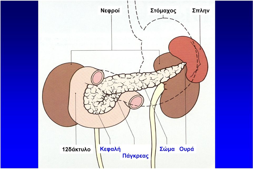 12δάκτυλο