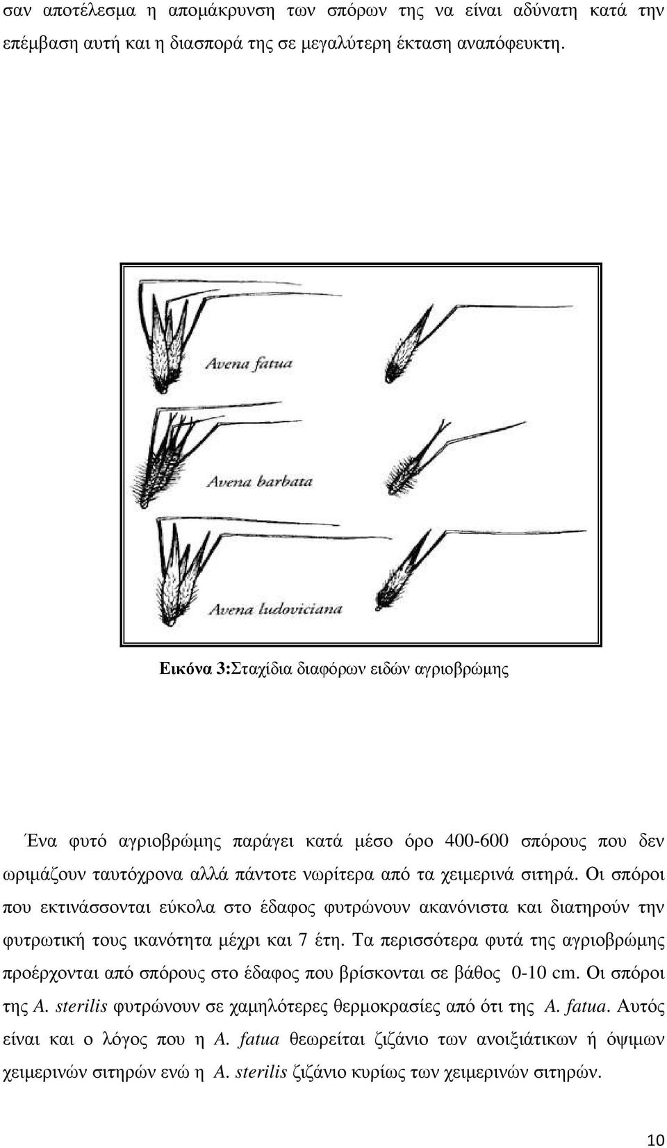 Οι σπόροι που εκτινάσσονται εύκολα στο έδαφος φυτρώνουν ακανόνιστα και διατηρούν την φυτρωτική τους ικανότητα µέχρι και 7 έτη.