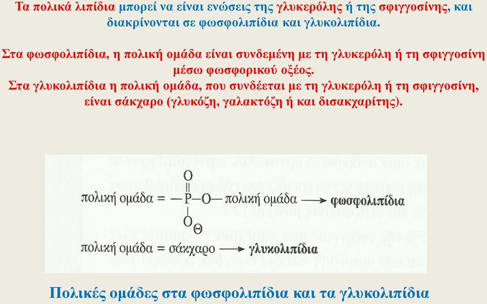 Στα φωσφολιπίδια, η πολική ομάδα είναι συνδεμένη με τη γλυκερόλη ή τη σφιγγοσίνη μέσω φωσφορικού οξέος.