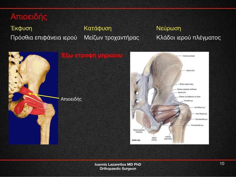 τροχαντήρας Κλάδοι ιερού