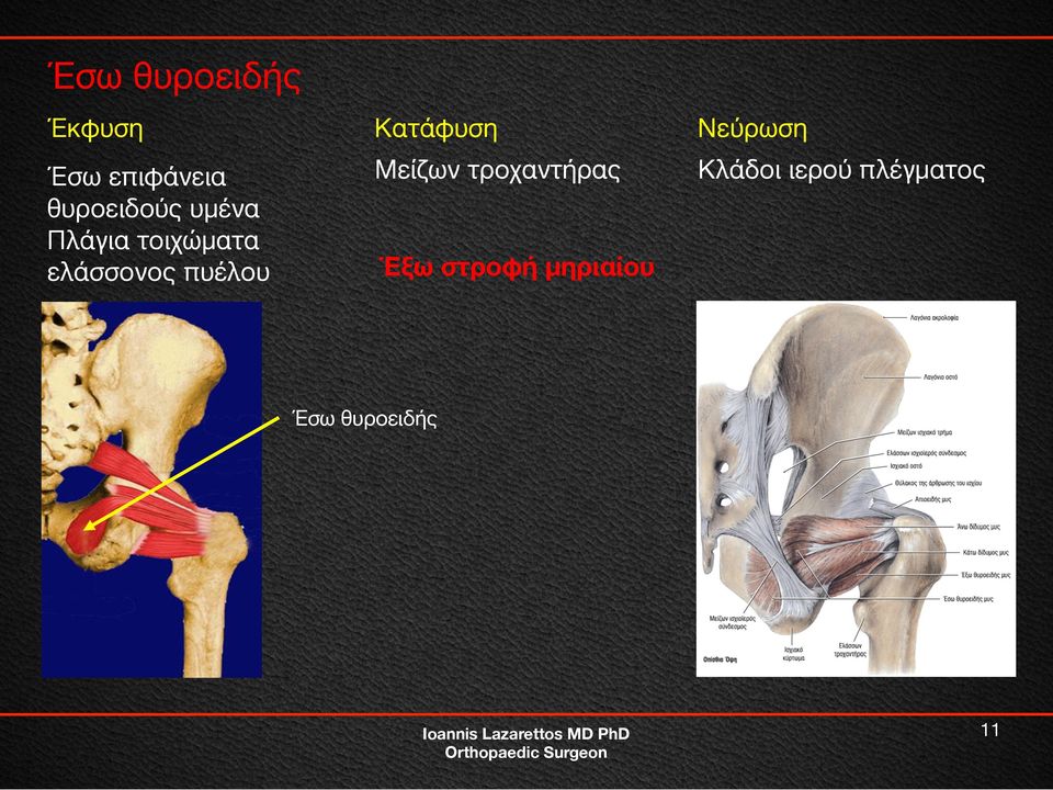 Μείζων τροχαντήρας Κλάδοι ιερού