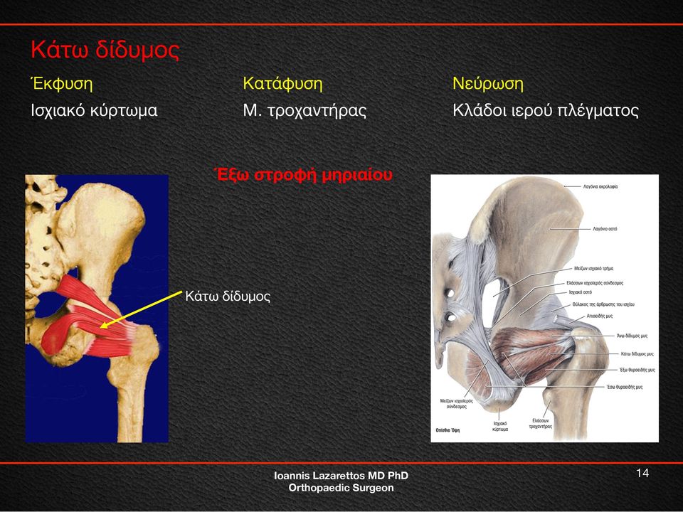 τροχαντήρας Κλάδοι ιερού