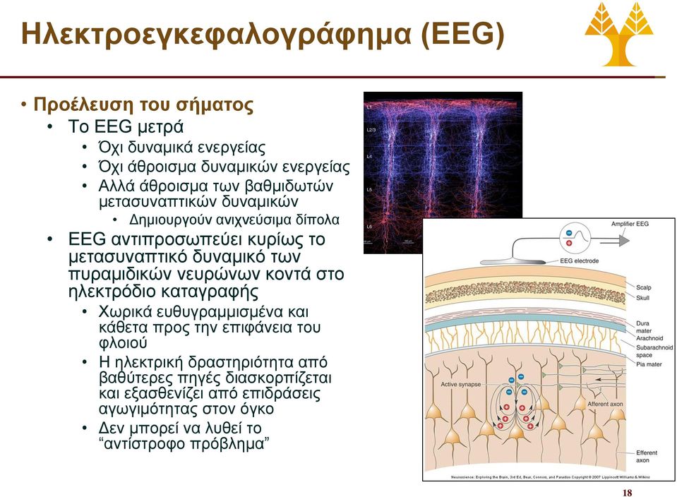 πυραμιδικών νευρώνων κοντά στο ηλεκτρόδιο καταγραφής Χωρικά ευθυγραμμισμένα και κάθετα προς την επιφάνεια του φλοιού Η ηλεκτρική