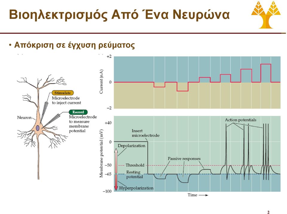 Νευρώνα