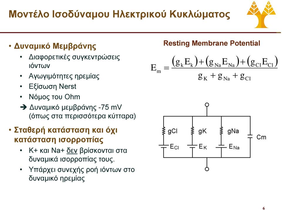 κατάσταση και όχι κατάσταση ισορροπίας K+ και Na+ δεν βρίσκονται στα δυναμικά ισορροπίας τους.