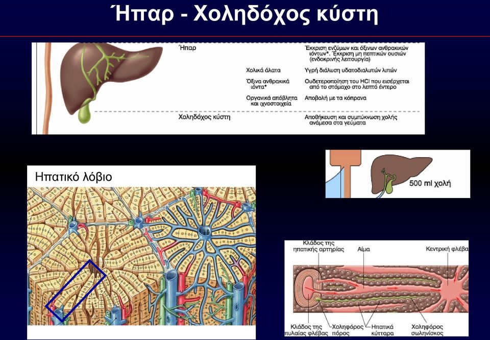 Ήπαρ -