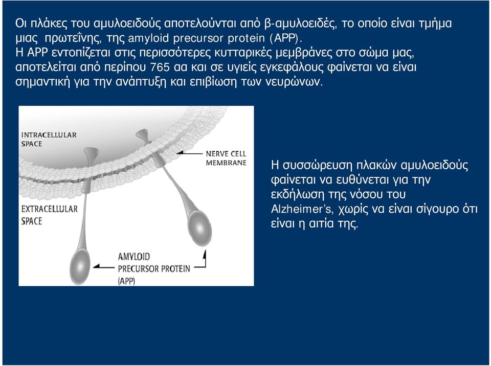 Η ΑΡΡ εντοπίζεται στις περισσότερες κυτταρικές μεμβράνες στο σώμα μας, αποτελείται από περίπου 765 αα και σε υγιείς