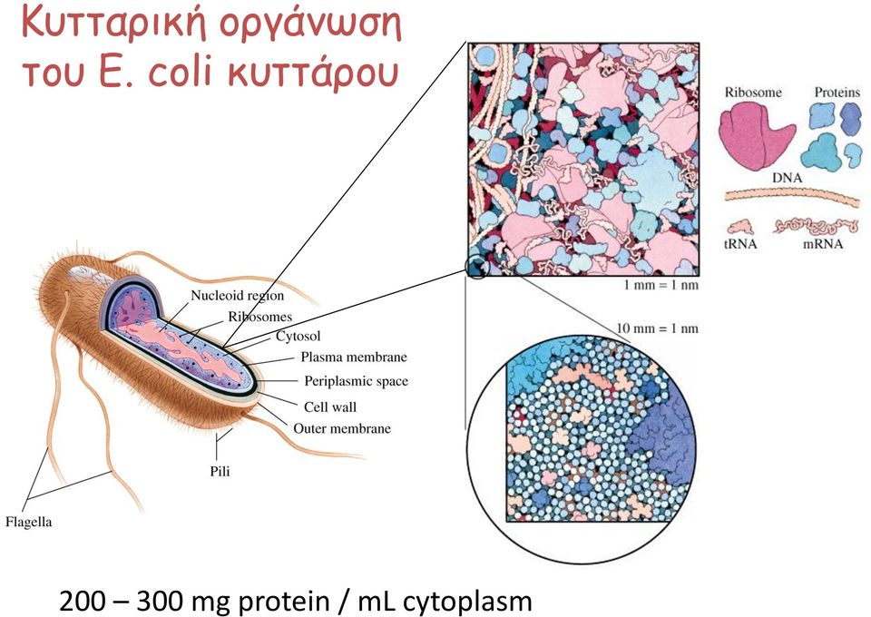 coli κυττάρου 200