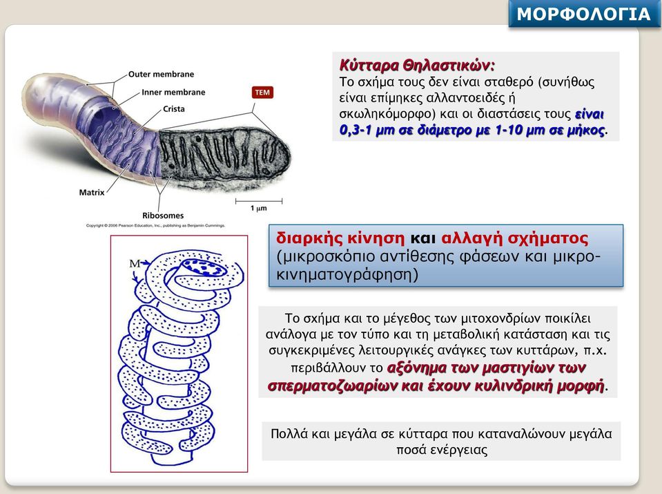 διαρκής κίνηση και αλλαγή σχήματος (μικροσκόπιο αντίθεσης φάσεων και μικροκινηματογράφηση) Το σχήμα και το μέγεθος των μιτοχονδρίων ποικίλει