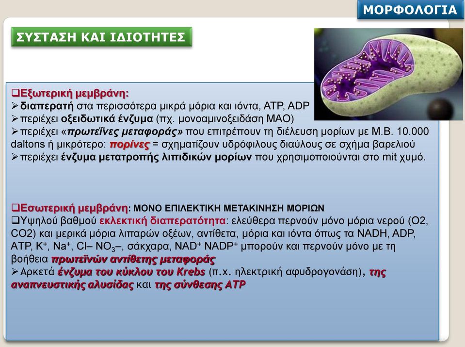 000 daltοns ή μικρότερο: πορίνες = σχηματίζουν υδρόφιλους διαύλους σε σχήμα βαρελιού περιέχει ένζυμα μετατροπής λιπιδικών μορίων που χρησιμοποιούνται στο mit χυμό.