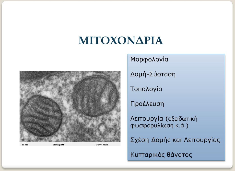 (οξειδωτική φωσφορυλίωση κ.ά.